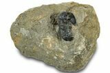 Detailed Gerastos Trilobite Fossil - Morocco #311247-3